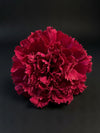 Flor Flamenca Rojo Pasión
