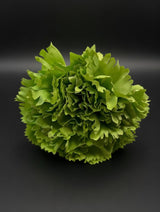 Flor Flamenca Verde Lima