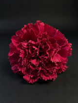 Flor Flamenca Rojo Pasión